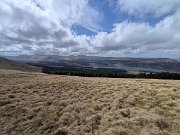 Tussocks Galore on BC race (9)